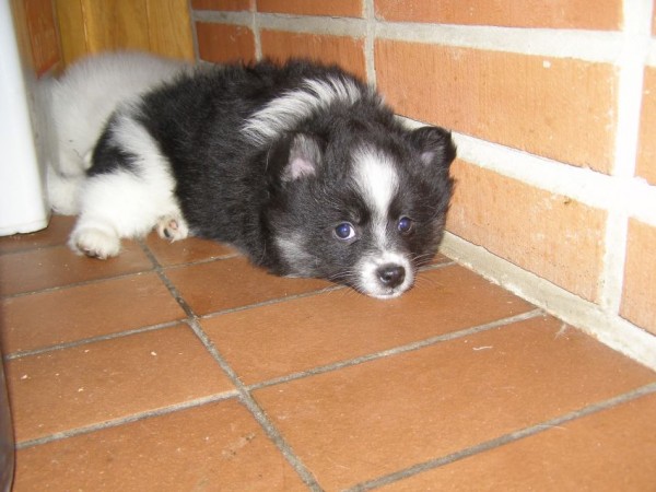 Bruno